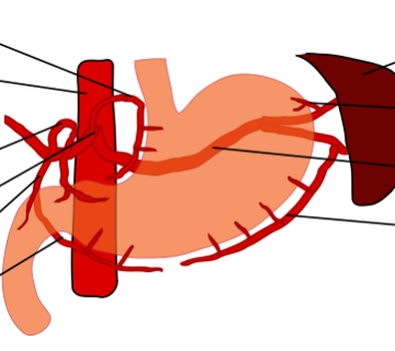 960px Stomach blood supply svg 360x320