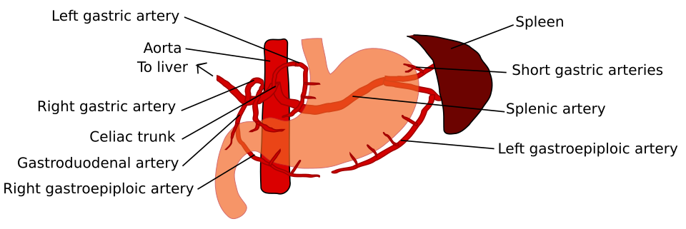 960px Stomach blood supply svg